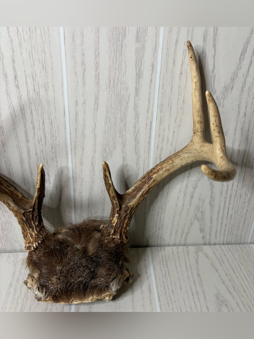 Vintage Whitetail Deer Antlers With Skull Cap Rustic Man Cave Cabin Decor 4 - Picture 2 of 9